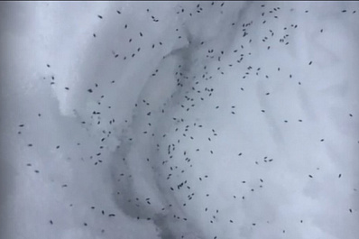 В Тольятти в лесу появились "снежные блохи"