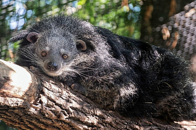 Новосибирские звери скучают по людям