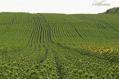 В губернии создаётся проект по семеноводству собственных гибридов подсолнечника