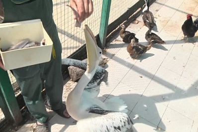 В самарском зоопарке отметили Международный день парков и заповедников