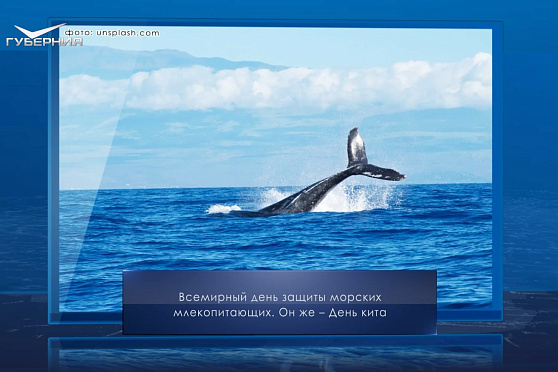 День кита. Календарь Губернии от 19 февраля