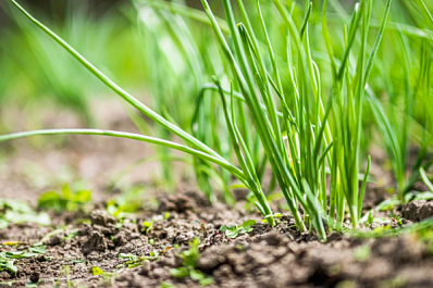 Эксперты рассказали о полезных свойствах свежей зелени