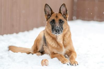 Спасатели вытащили собаку, застрявшую в заборе