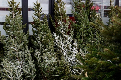 В Тольятти принимают новогодние елки на утилизацию