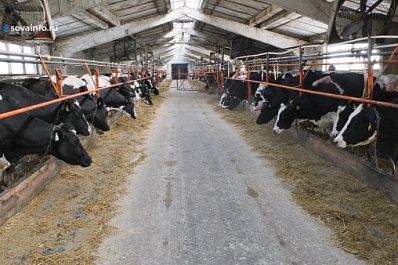 Агрохозяйство в Кинельском районе развивается благодаря господдержке