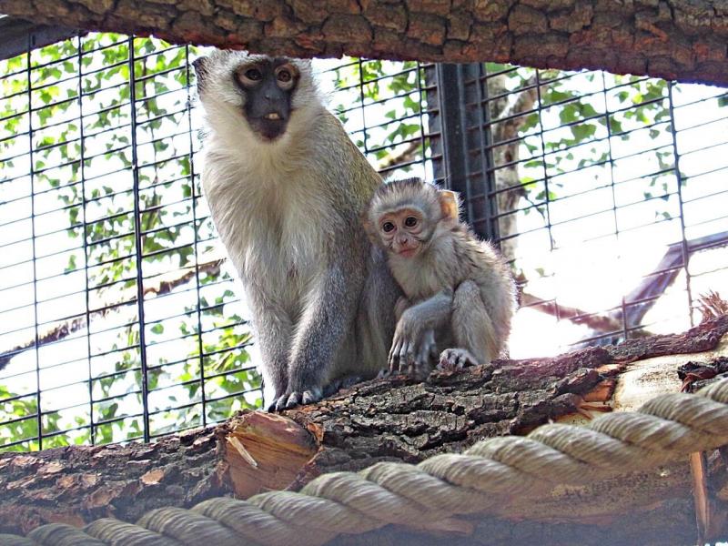 Самых заботливых пушистых мам показали в Международный день семьи