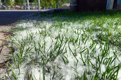 Врач-аллерголог Татьяна Букина рассказала, бывает ли аллергия на тополиный пух