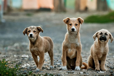 В России хотят использовать нейросеть для отслеживания агрессивных собак