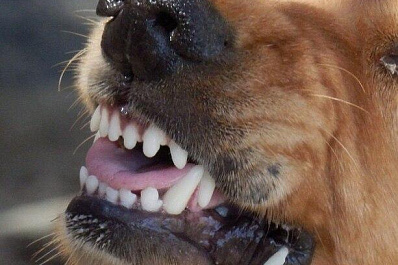 В Сызрани ребёнок стал жертвой нападения стаи собак