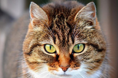 В Самарской области бешеная кошка покусала ребёнка