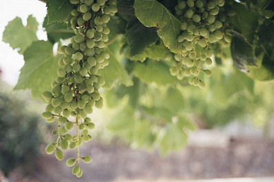 Самарец в сентябре 2022 года продает редкое растение за 100 тысяч рублей