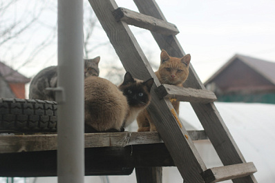 Траты россиян на домашних животных выросли до 39 тысяч рублей в год