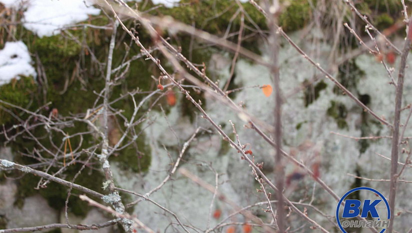 25 декабря в истории и архиве "ВК"