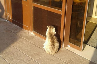 "Зима его не пощадит": в Самаре ищут дом старому коту