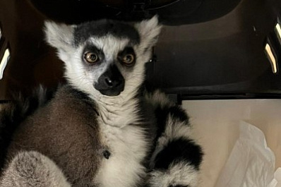 Самарские таможенники не дали незаконно вывезти из страны лемура Жоржетту