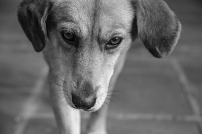 Петарда в будке: живодеры жестоко издевались над собакой с щенками