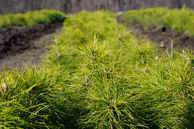 Самарские лесоводы начали выкапывать посадочный материал, предназначенный для восстановления лесов региона