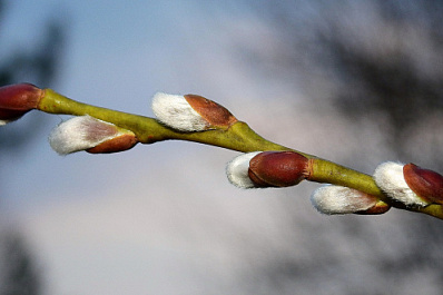 В Самарской области 13 апреля ожидается до +18 градусов