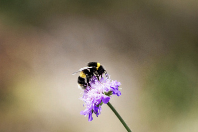 Россиянам рассказали, почему не стоит бояться укуса шмелей