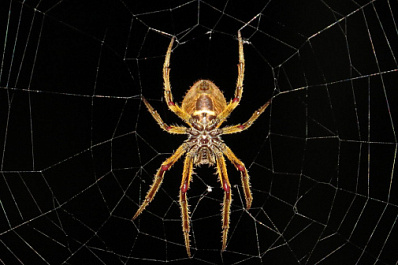 Под Сызранью опасный ядовитый паук впился в грудь мужчине 