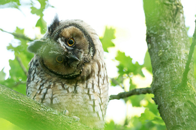Самарские волонтеры спасают молодую сову