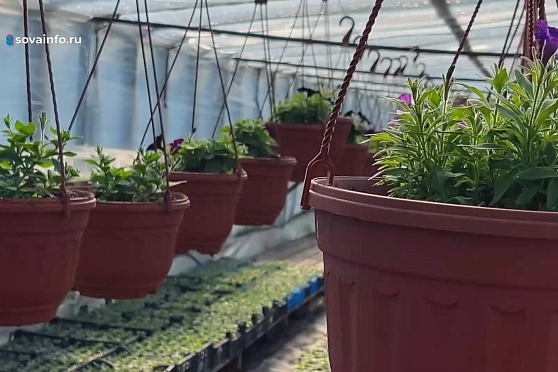 Тепличные хозяйства. Агрокурьер