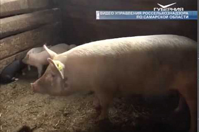 В Красноармейском районе завершены работы по ликвидации африканской чумы свиней