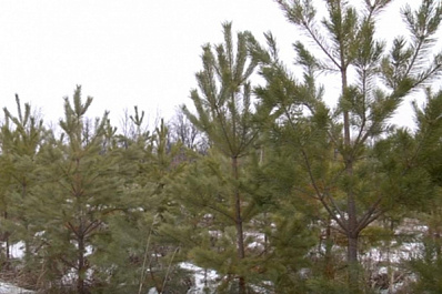 В Самарской области начали патрулировать леса