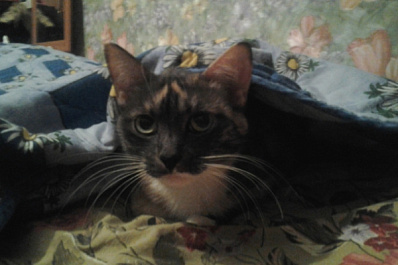 Глава Тольятти потребовал выяснить, почему жителей лишают тепла