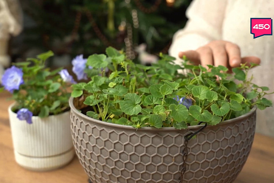 Стена из комнатных растений. Дачные сезоны