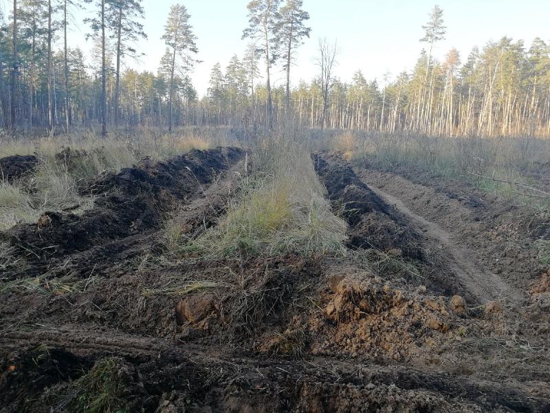 В Тольятти 4 ноября горожане и общественники высадят 9 тысяч саженцев сосны