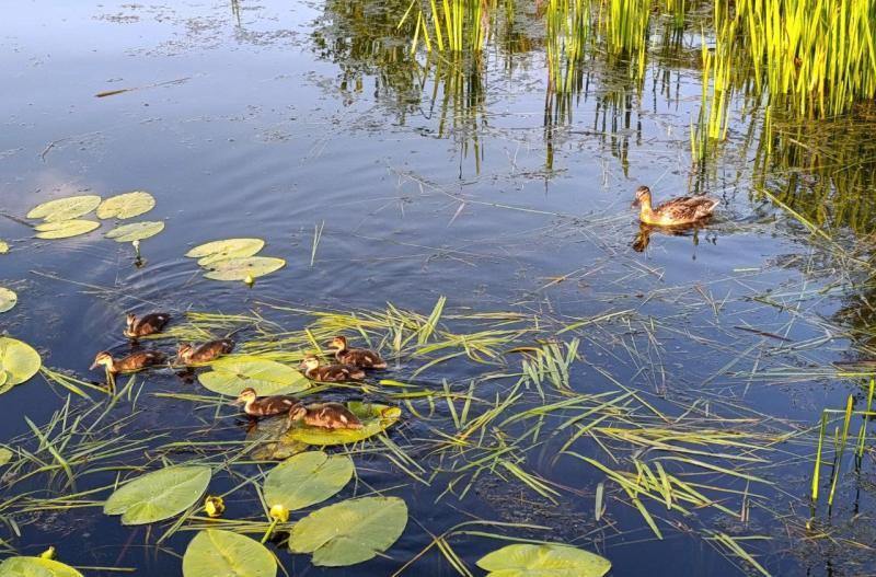 Стало известно, какие водоемы в Самарской области планируется очистить в ближайшие три года