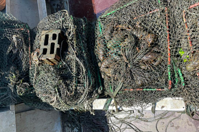 В Самарской области браконьеры из Жигулевска выловили раков на 300 тысяч рублей