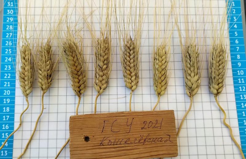 В Самарской области впервые выведен сорт твердой озимой пшеницы