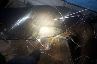 В Тольятти поймали 104-килограммового сома