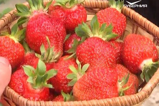 Дачные советы 20.07.2017. Уход за ягодами