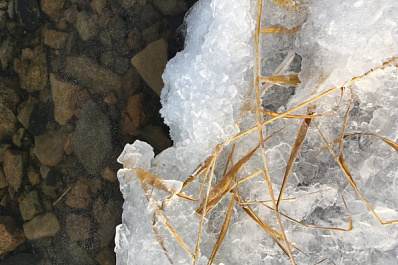 Эксперты объяснили причину массовой гибели рыбы в Кинельском районе