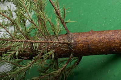 В Самаре щепы от новогодних елок передали в детский реабилитационный центр