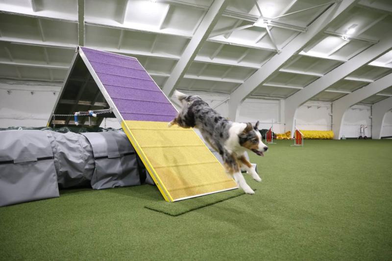 День кинолога: какие даты отмечают 21 июня