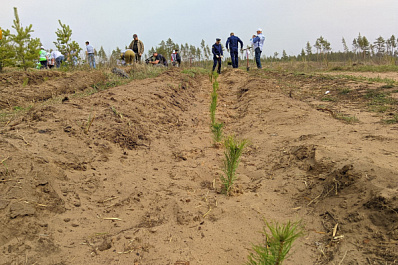 В тольяттинском лесу высадили еще 6 тысяч сеянцев сосны