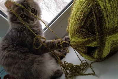 В Самаре дети помогли отыскать кошку, выпавшую с 8 этажа 