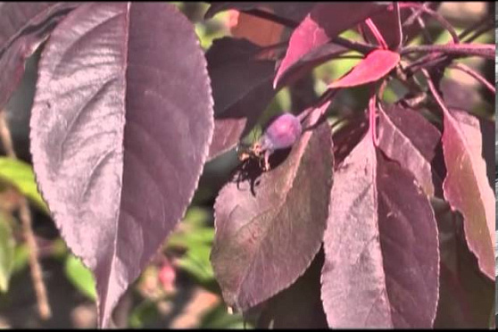 Дачные советы 20.06.2013 