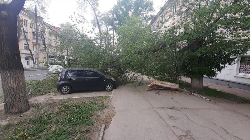 В Самаре дерево рухнуло на припаркованные машины на проспекте Масленникова