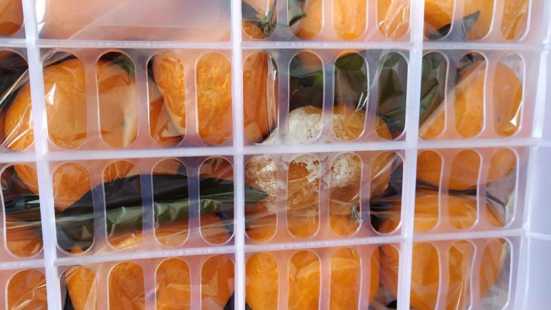 Самара вернула в Казахстан 40 тонн китайских мандаринов и помело