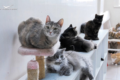 Грант помог самарскому приюту для животных пополнить запасы питания и закупить вольеры