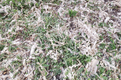 Почему тополя?: разобрались, зачем их сажают в городах и существует ли аллергия на пух