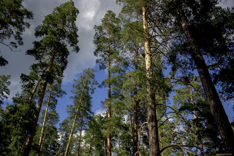 В Самарской области в апреле установят особый противопожарный режим