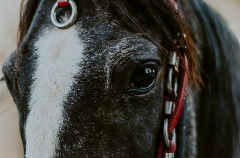 Соревнования не для животных: в конном спорте произошел очередной скандал из-за жестокого обращения с лошадью