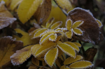 В Самарской области похолодает до +10
