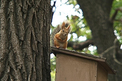 В Загородном парке белка покусала новокуйбышевца